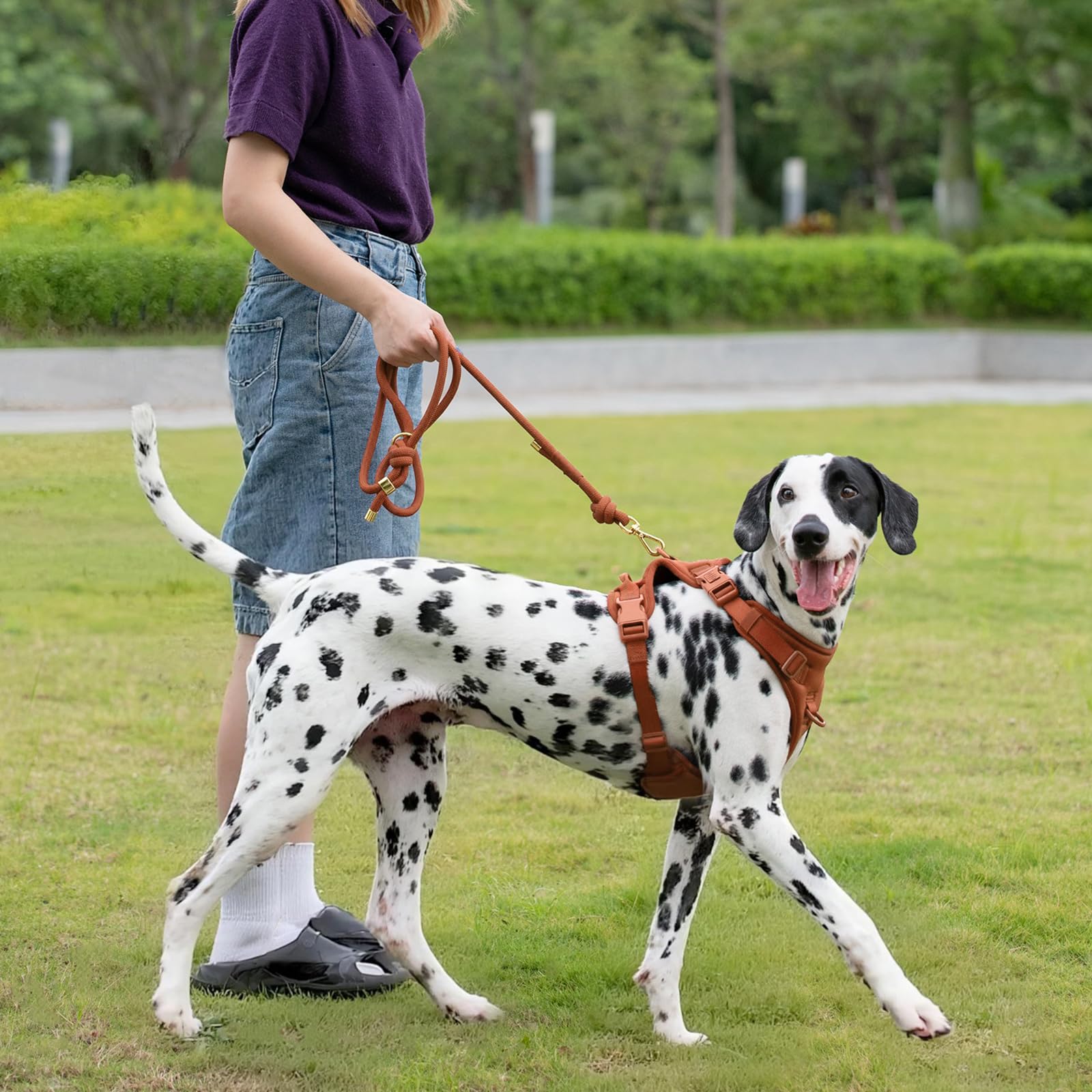 Sunraymascota: ideal para perros medianos y grandes hasta 30 kg.