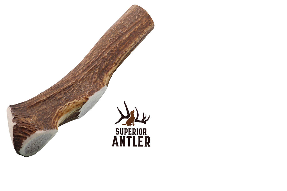 Superior Antler: astas enteras para perros grandes de 70–90 libras, masticación intensa.