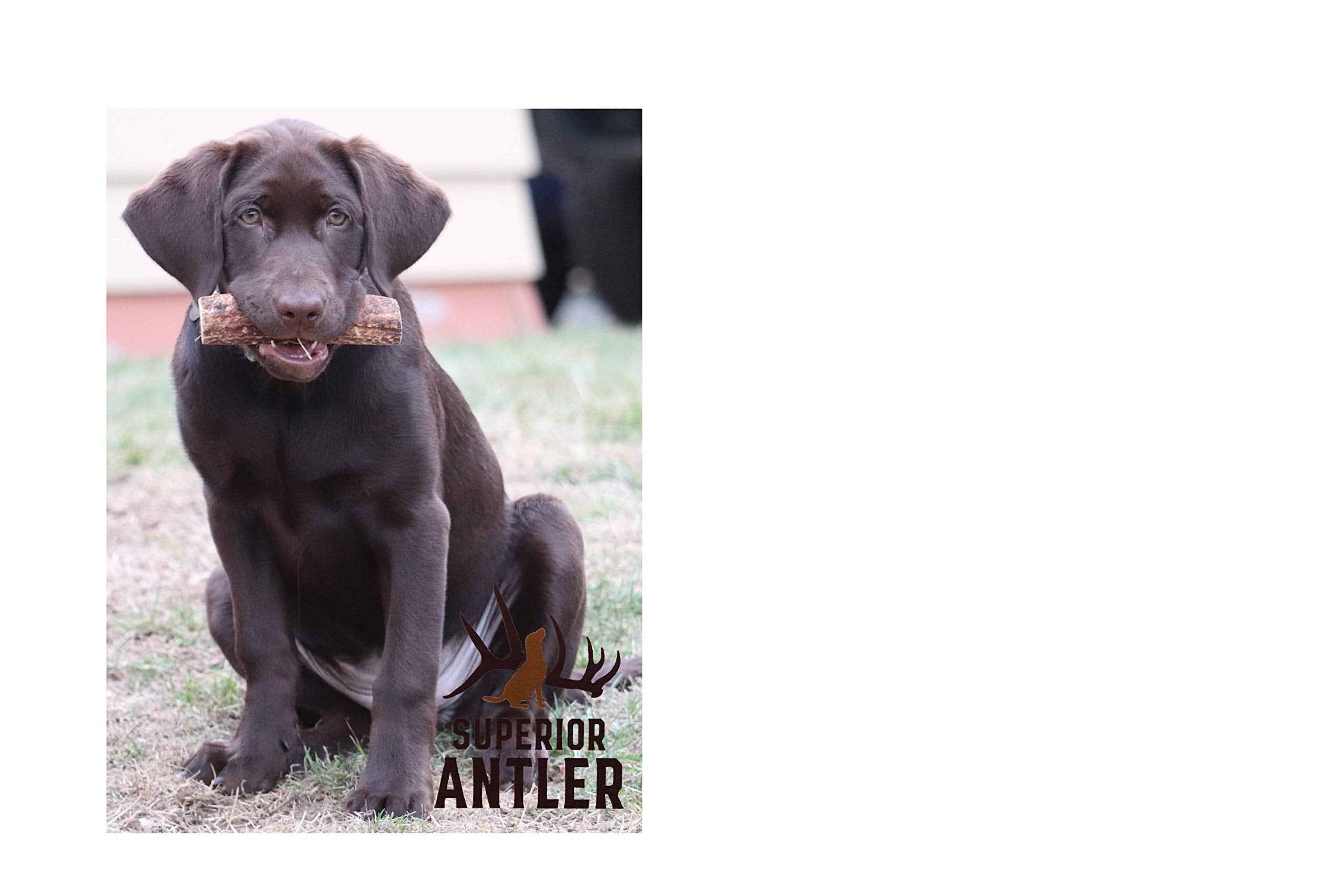 Superior Antler: práctico para llevar en paseos con astas enteras.