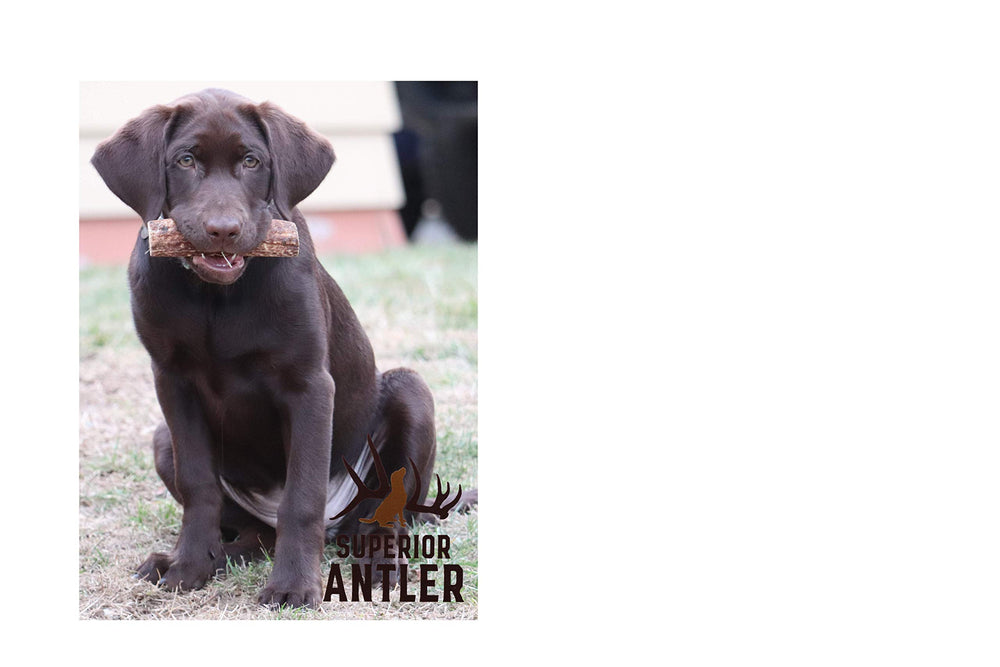 Superior Antler: práctico para llevar en paseos con astas enteras.
