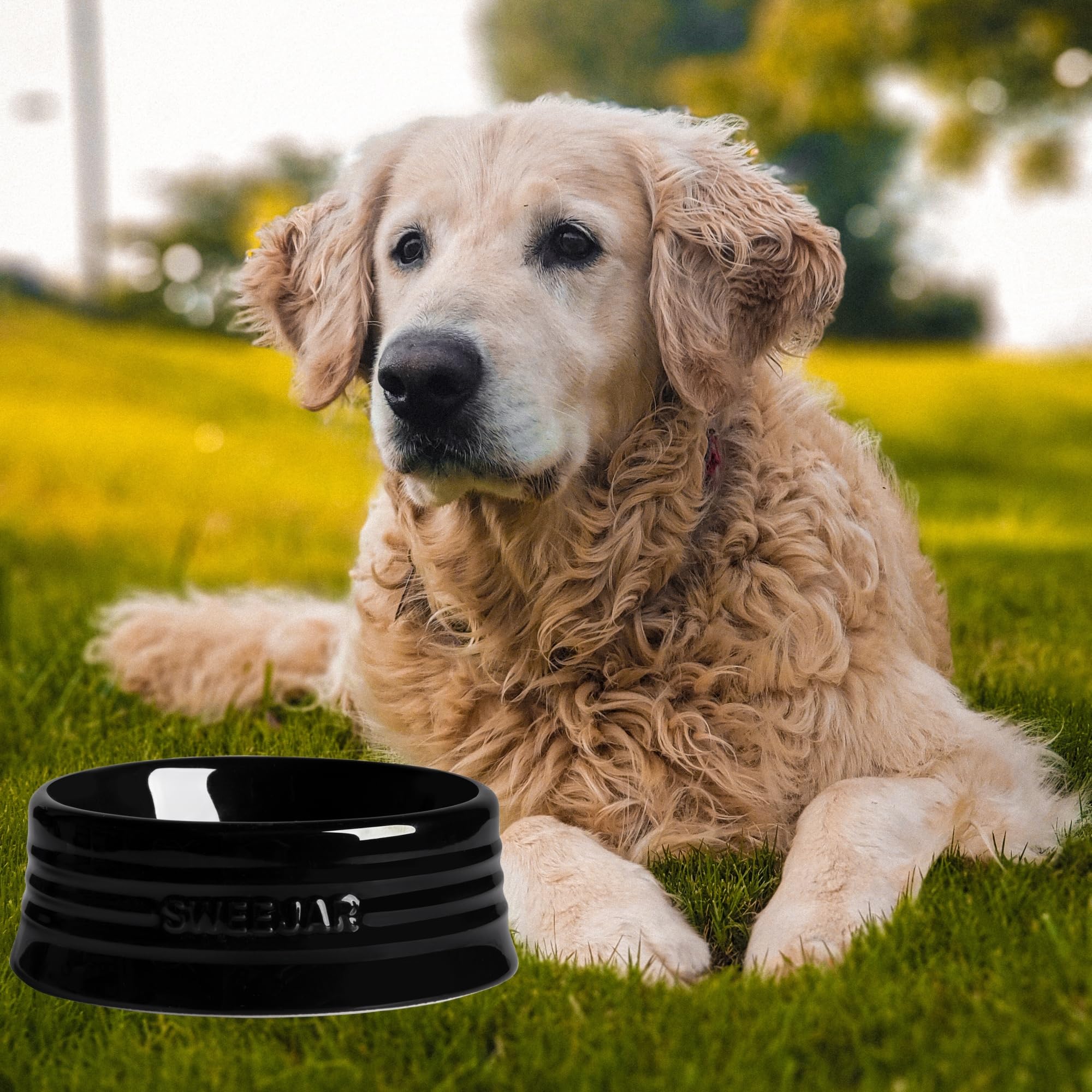 Tazón gradiente Sweejar para gatos y perros, diseño durable