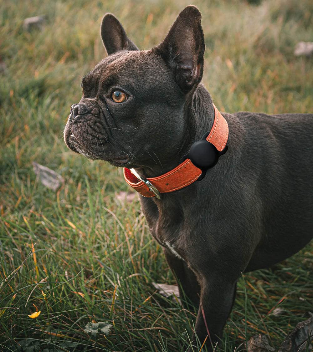 SWINCHO pack de dos unidades, opción práctica para mascotas.