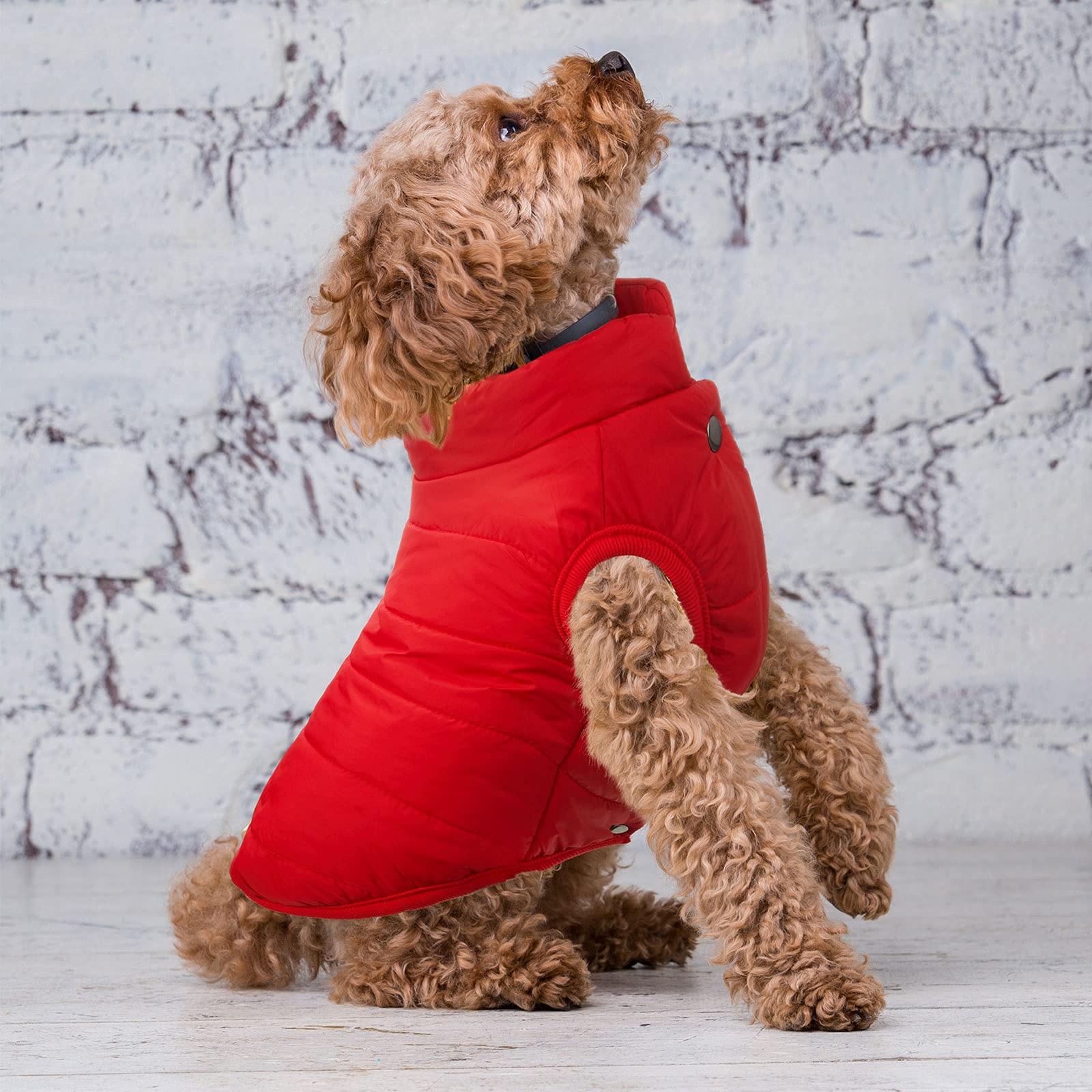 Chaqueta Syhood para perro en uso, ideal para inviernos fríos.