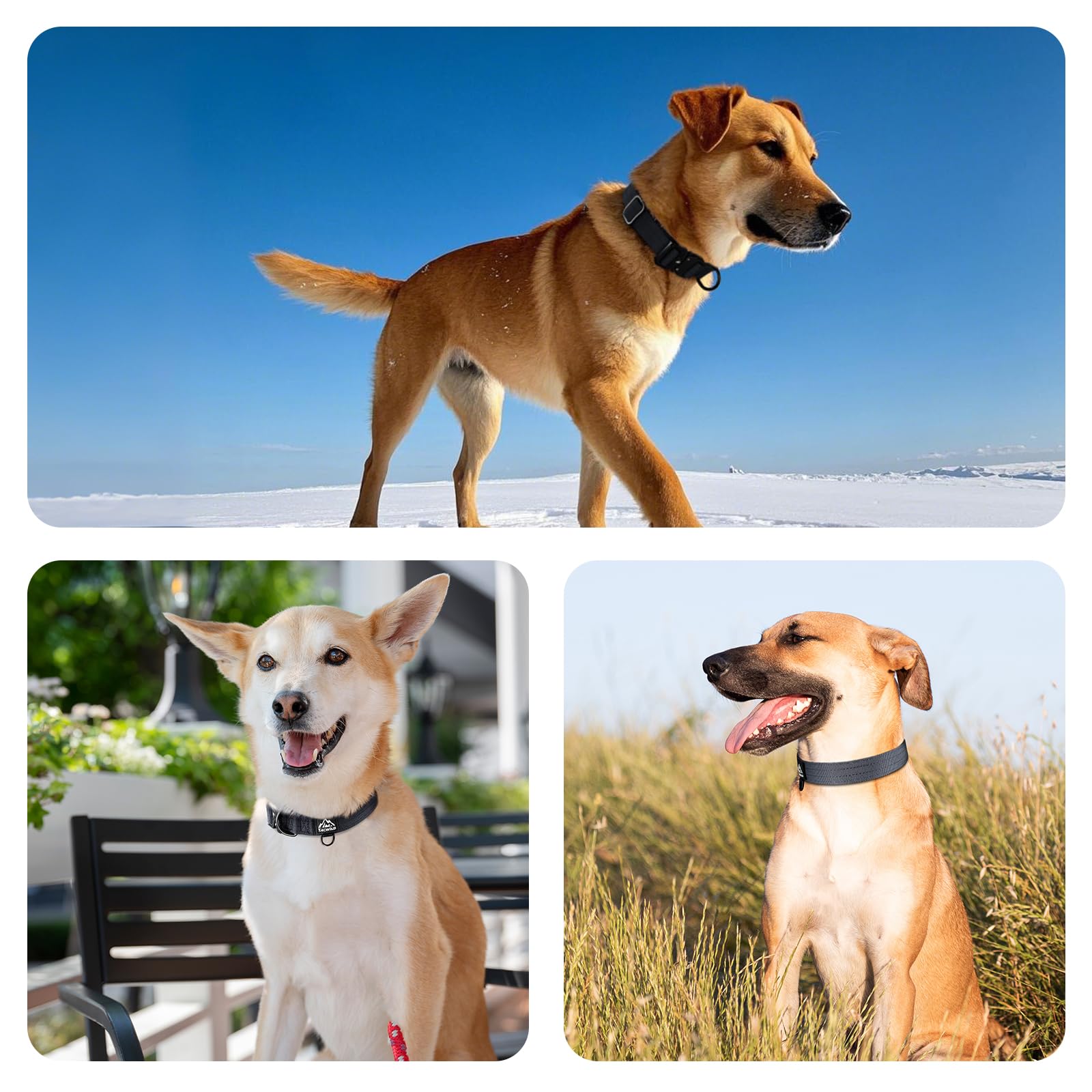 Tacwild collar en paseo, demostración para perros grandes con energía.