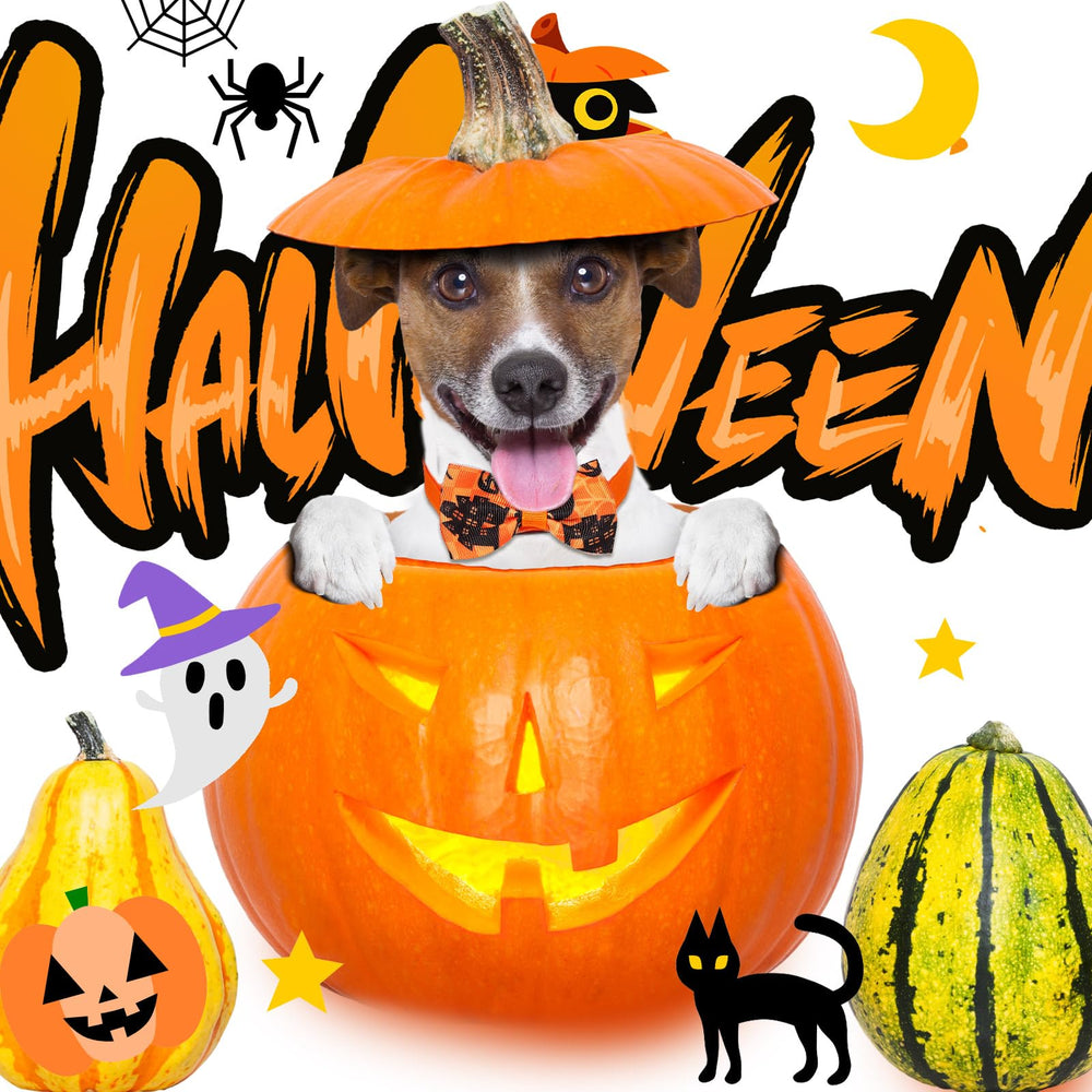 Talltalk regalo para mascota, perfecto para festividades y fotos.
