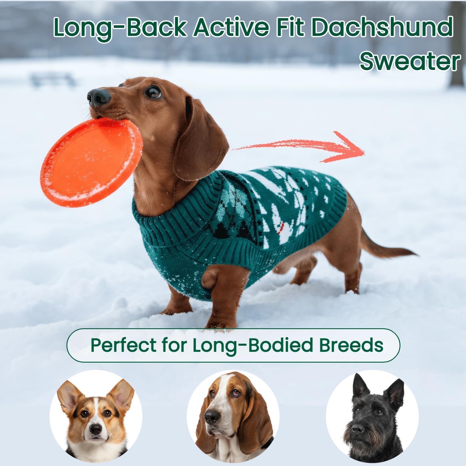 T'CHAQUE ofrece tallas xs-xl para dachshund, ajuste seguro y cómodo.