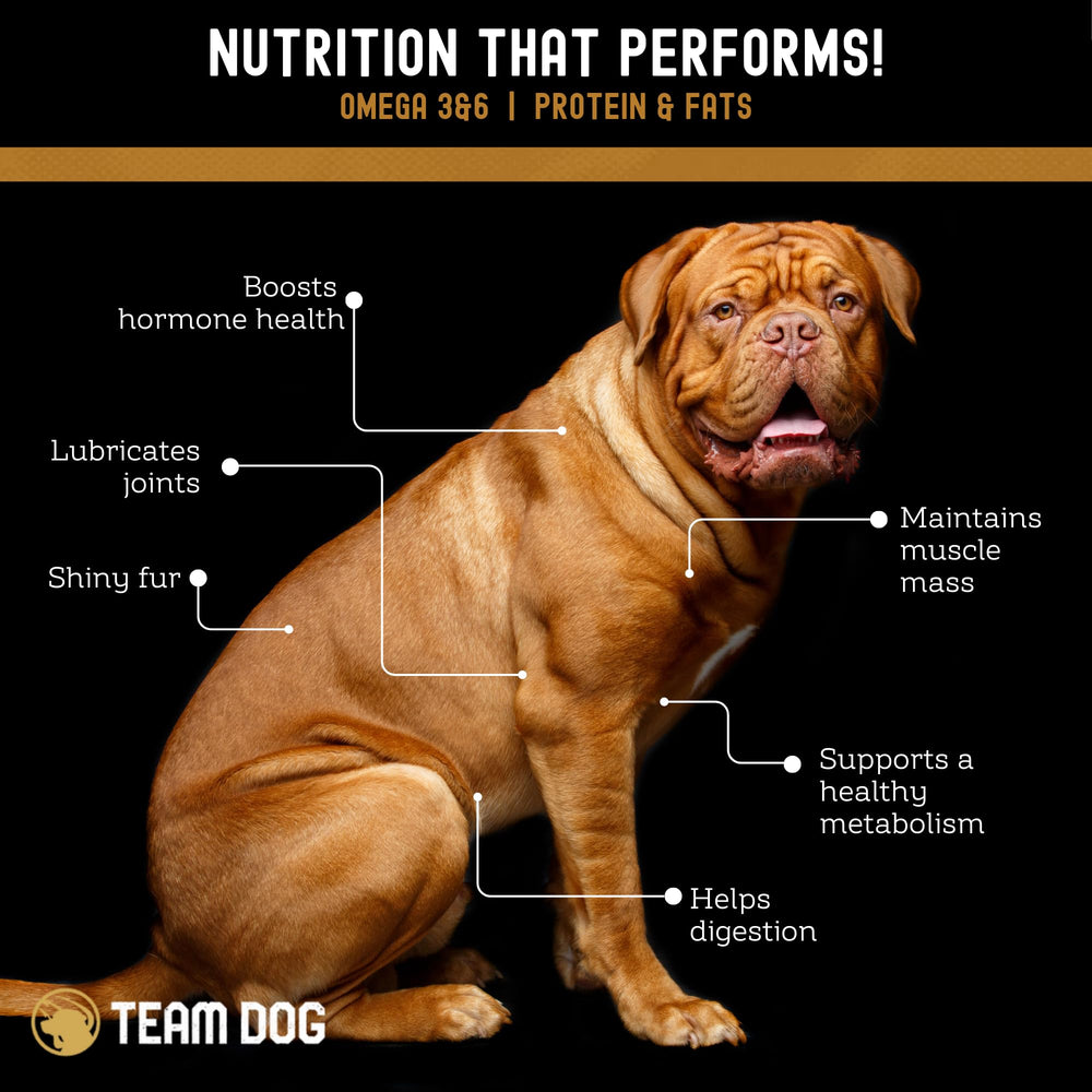 Team Dog snack de salmón para viajes y paseos, sin aditivos