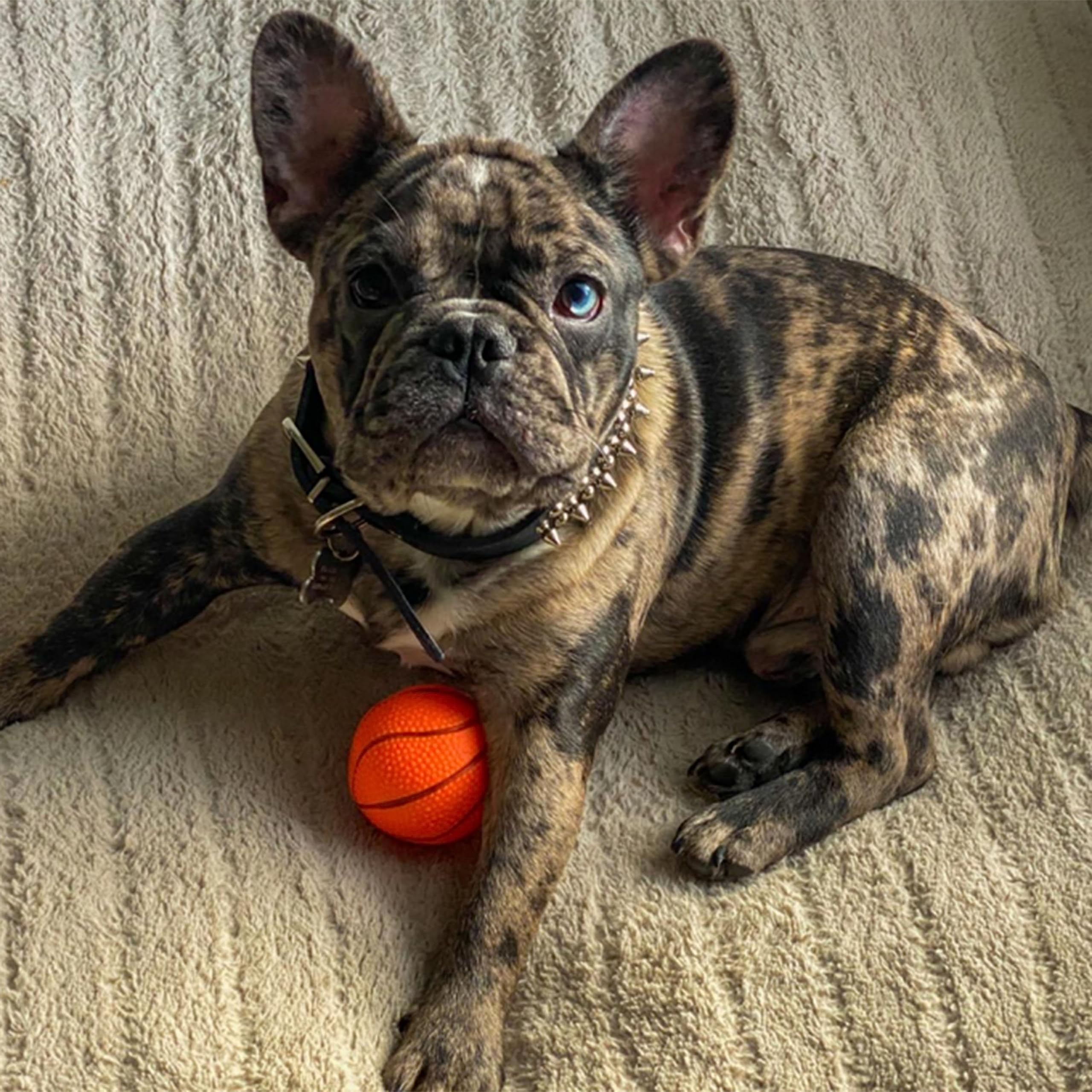 Uso diario y juego con el collar TEEMERRYCA – duradero y cómodo.