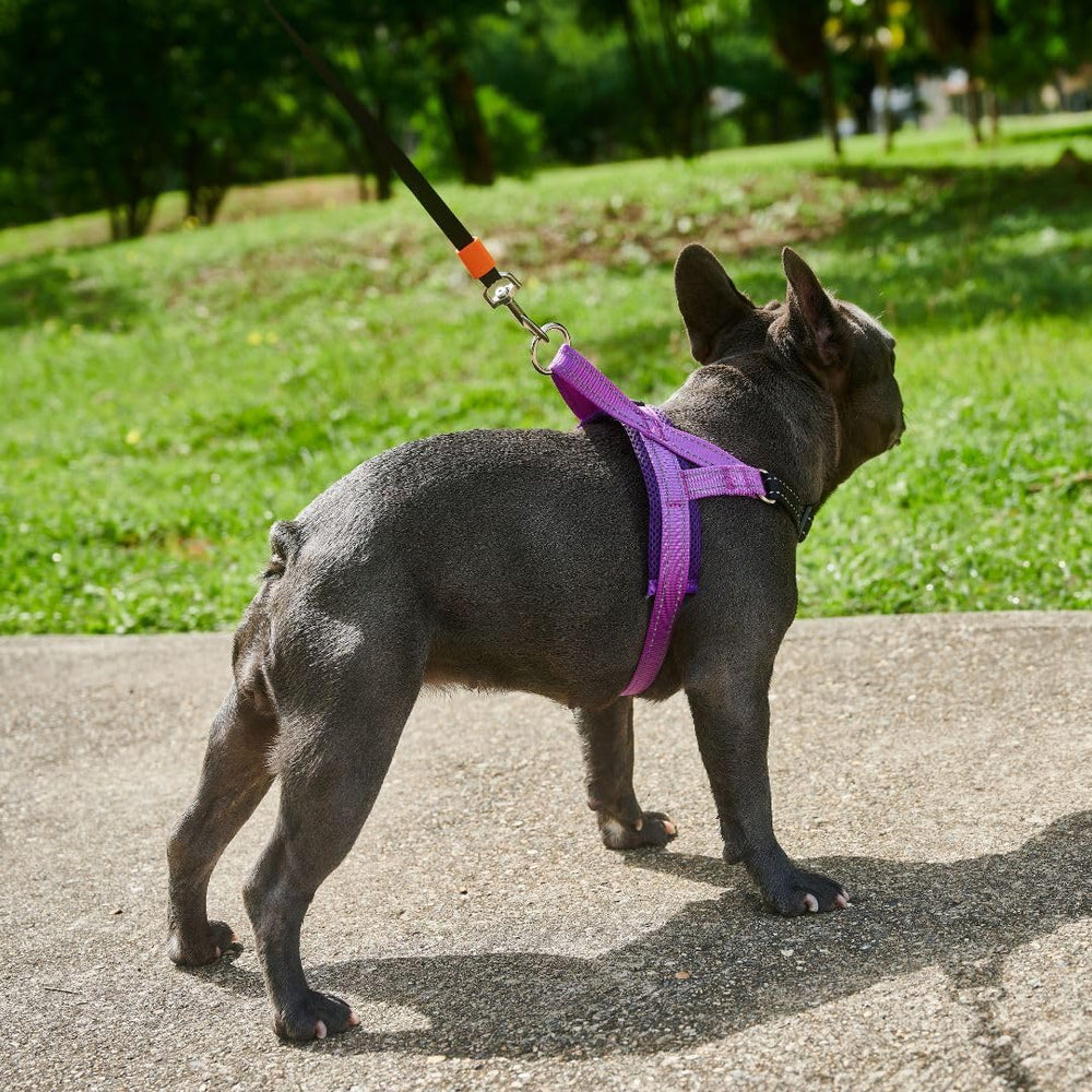 Arnés TekiWoof ligero y cómodo para uso diario.