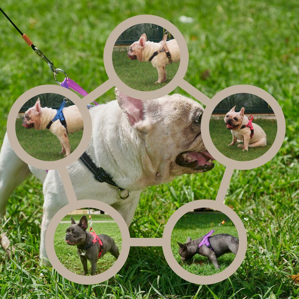 Arnés TekiWoof de nailon reforzado con anillas de zinc para durabilidad.