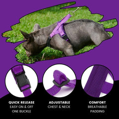 Arnés TekiWoof con clip trasero para paseos estables y cómodos.