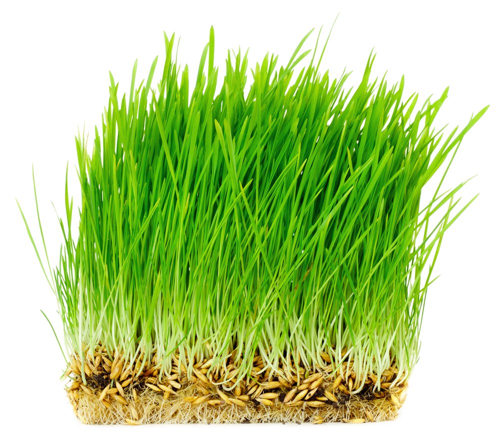 Thunder Acres avena orgánica certificado, ingrediente natural para snacks saludables.