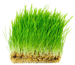 Thunder Acres avena orgánica certificado, ingrediente natural para snacks saludables.