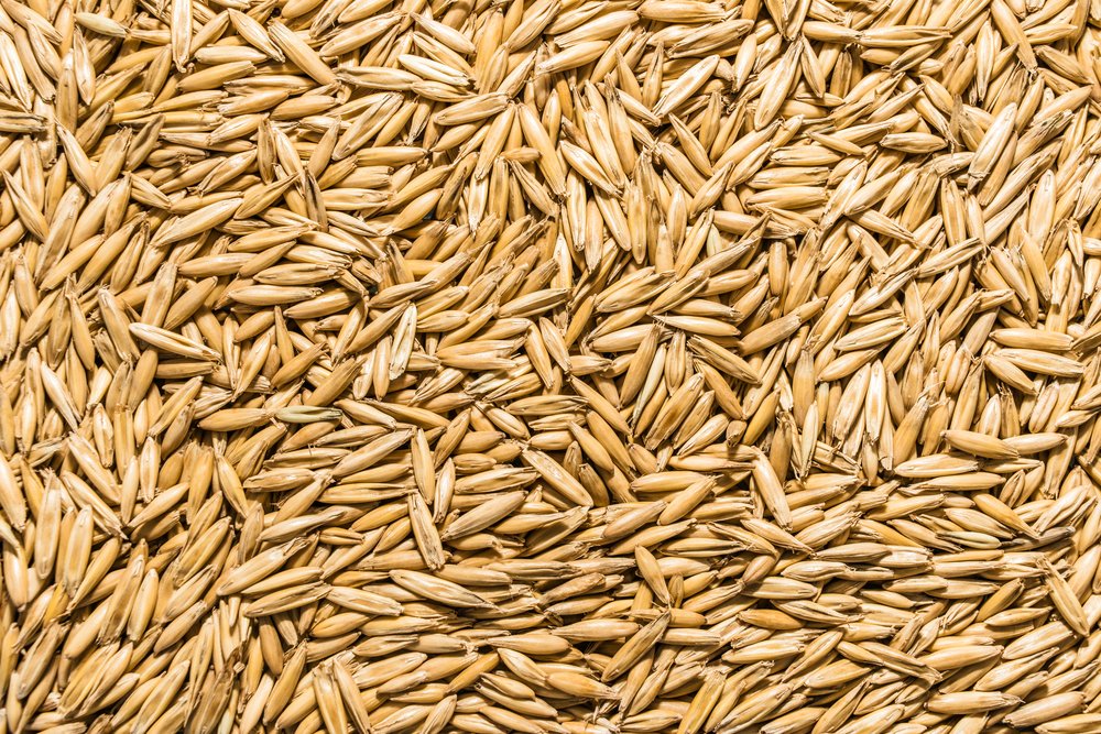 Thunder Acres avena semilla 1lb, opción natural para raciones caseras de mascotas.