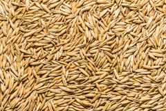 Thunder Acres avena semilla 1lb, opción natural para raciones caseras de mascotas.