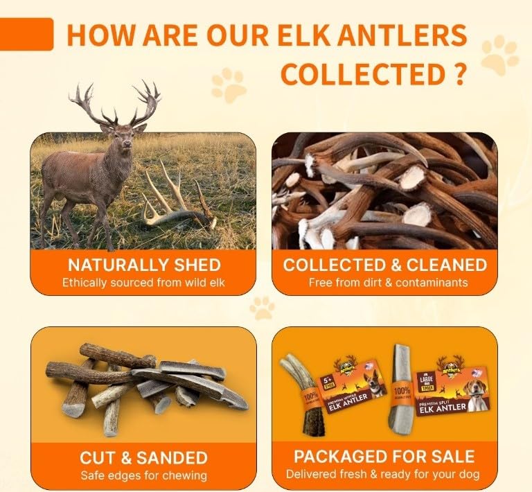 Tibetan Dog Chew astas-ciervo-naturales-renovables: opción ecológica para perros curiosos.