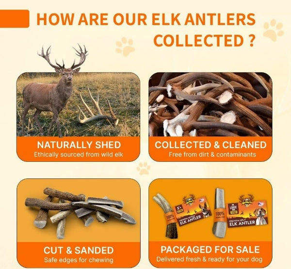 Tibetan Dog Chew astas-ciervo-naturales-renovables: opción ecológica para perros curiosos.
