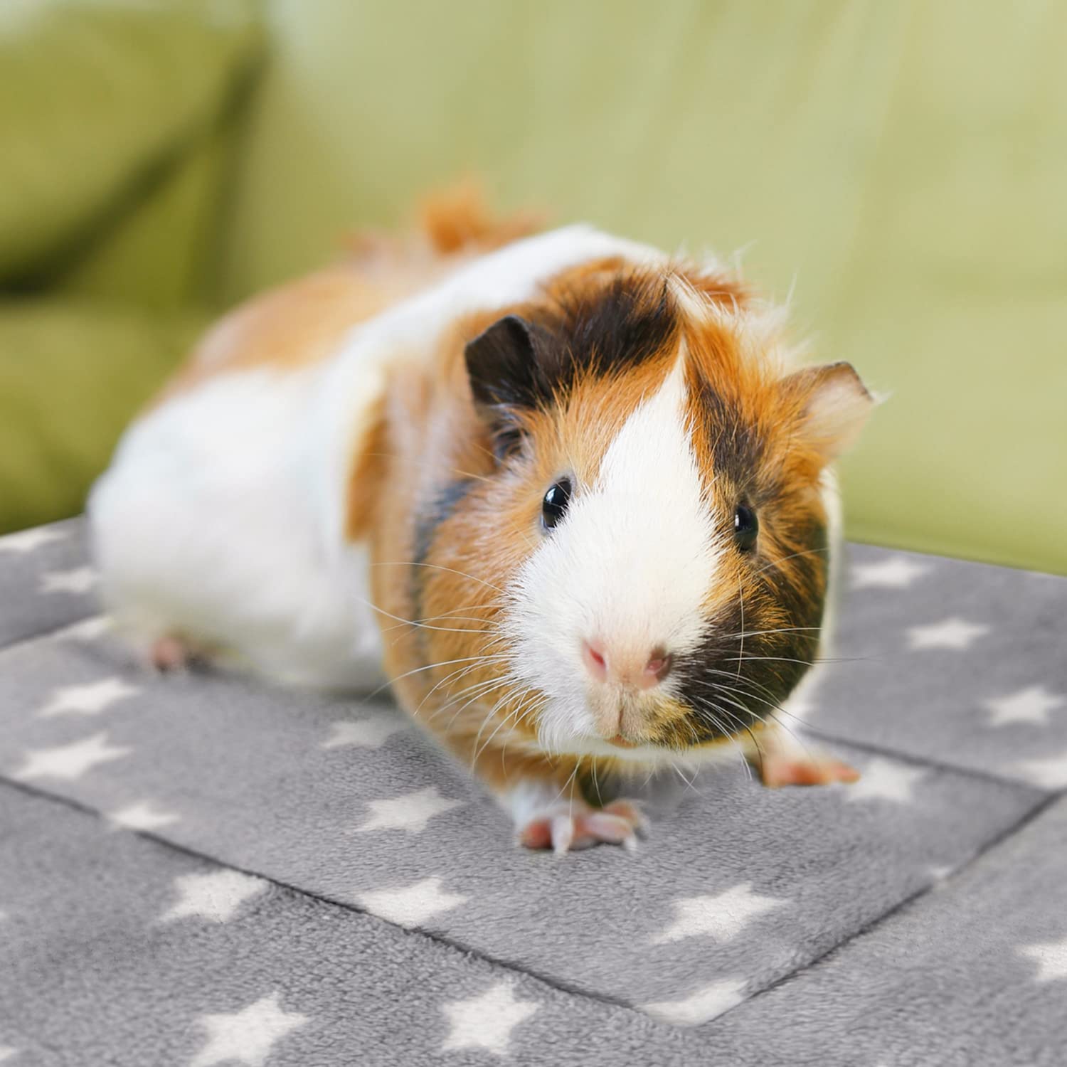Cama de tamaño ideal para un conejo enano o dos cobayas.