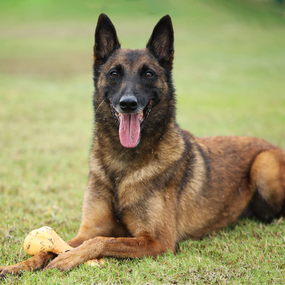 Tikaton, hueso de pollo para perros de distintas tallas y necesidades.