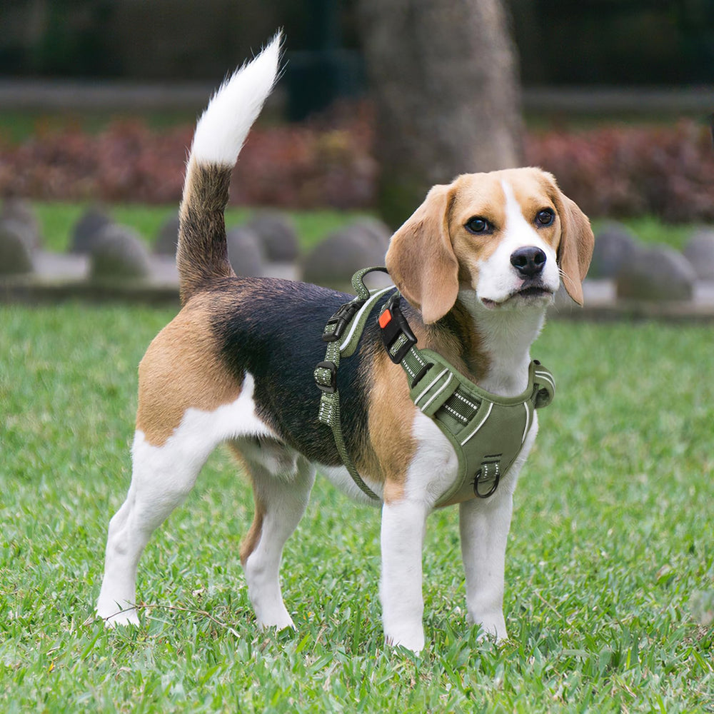 Arnés Timos con dos anillas de enganche para paseo más seguro.