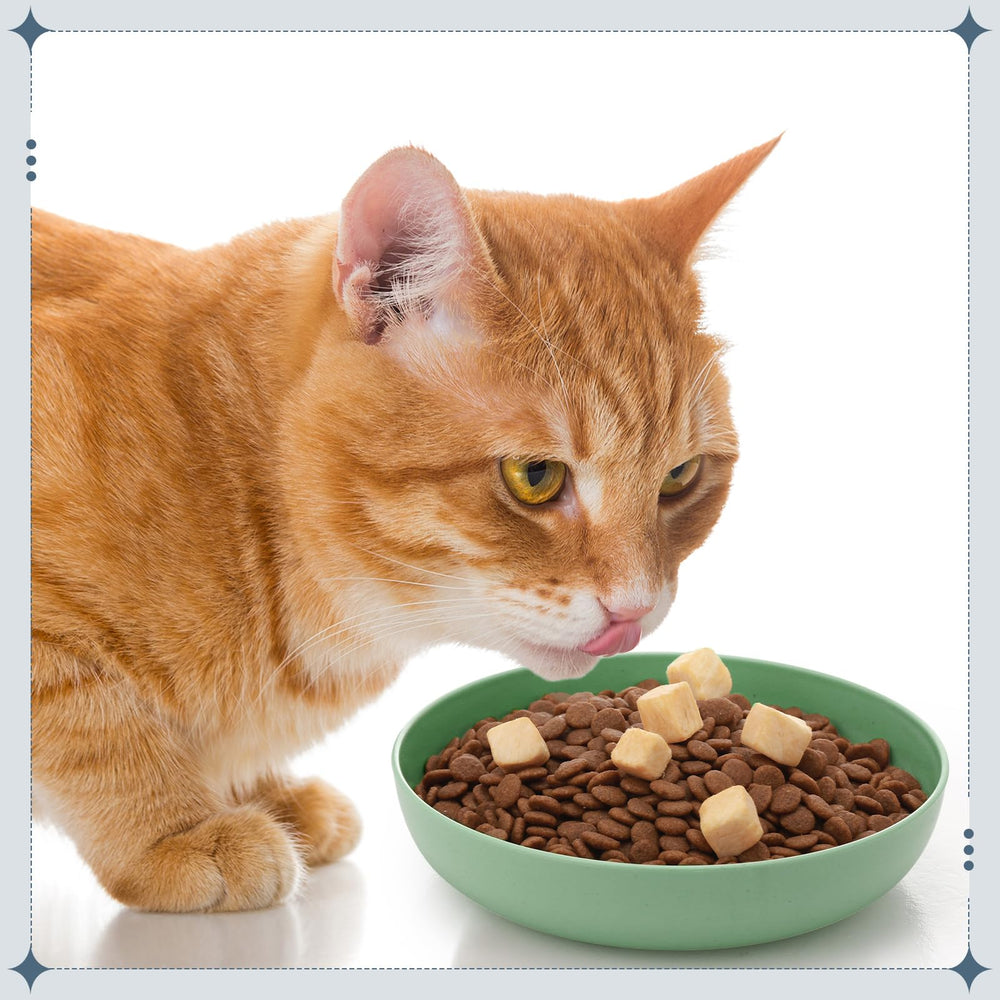 Tioncy tazón para gatos fácil de limpiar y transportar