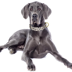 Collar ajustable con cierre rápido TMOODEL para un ajuste cómodo.
