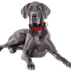 TMOODEL collar boho para perros grandes, estilo único para paseos.