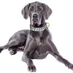 TMOODEL collar boho zebra grande para perro, estilo único