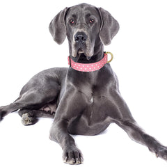 TMOODEL collar de nylon resistente, ligero y cómodo para paseos diarios.