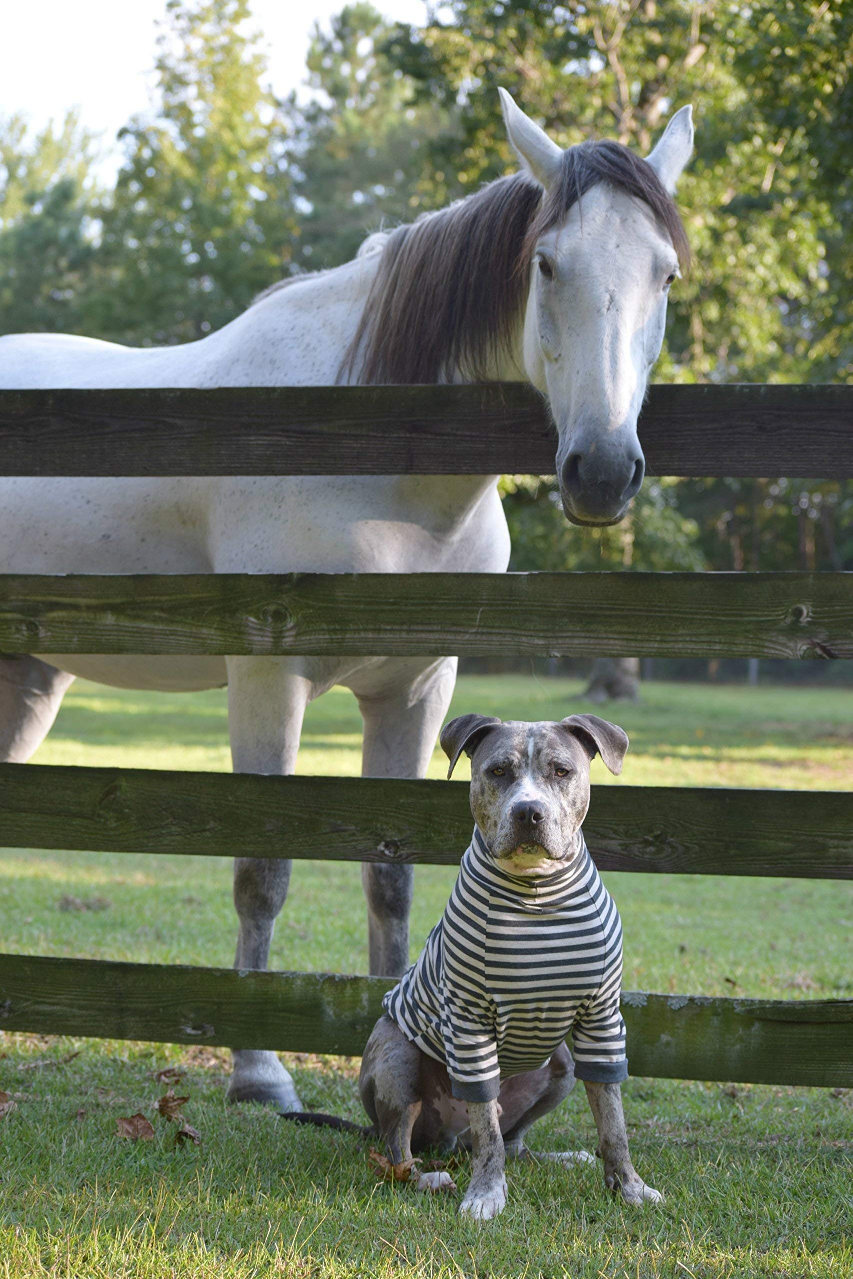 Tooth & Honey prenda diaria para perros medianos, cómoda.