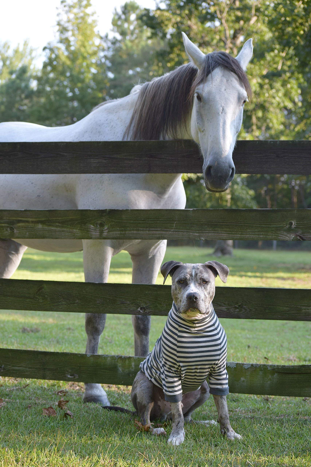 Tooth & Honey prenda diaria para perros medianos, cómoda.