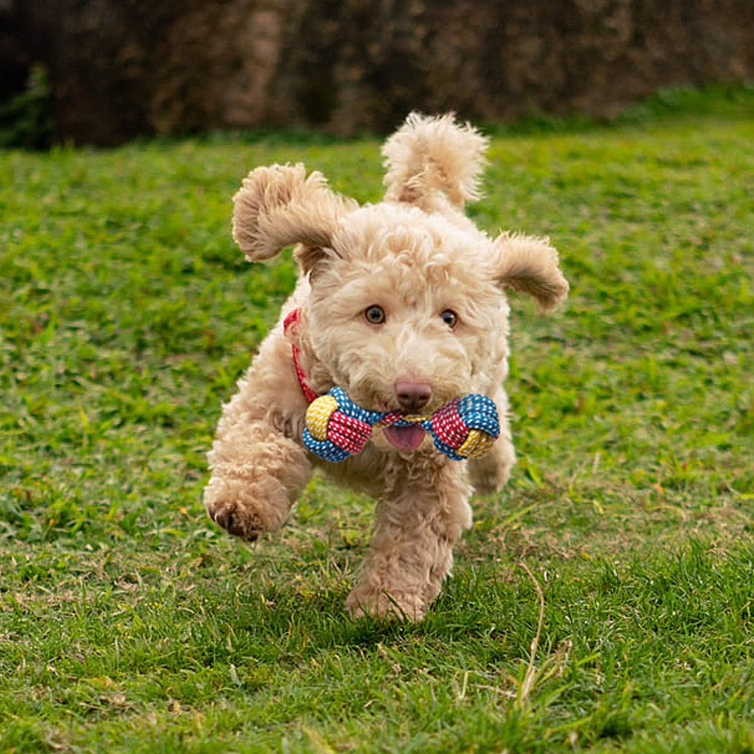 Toozey juego duradero para perros pequeños durante las sesiones.