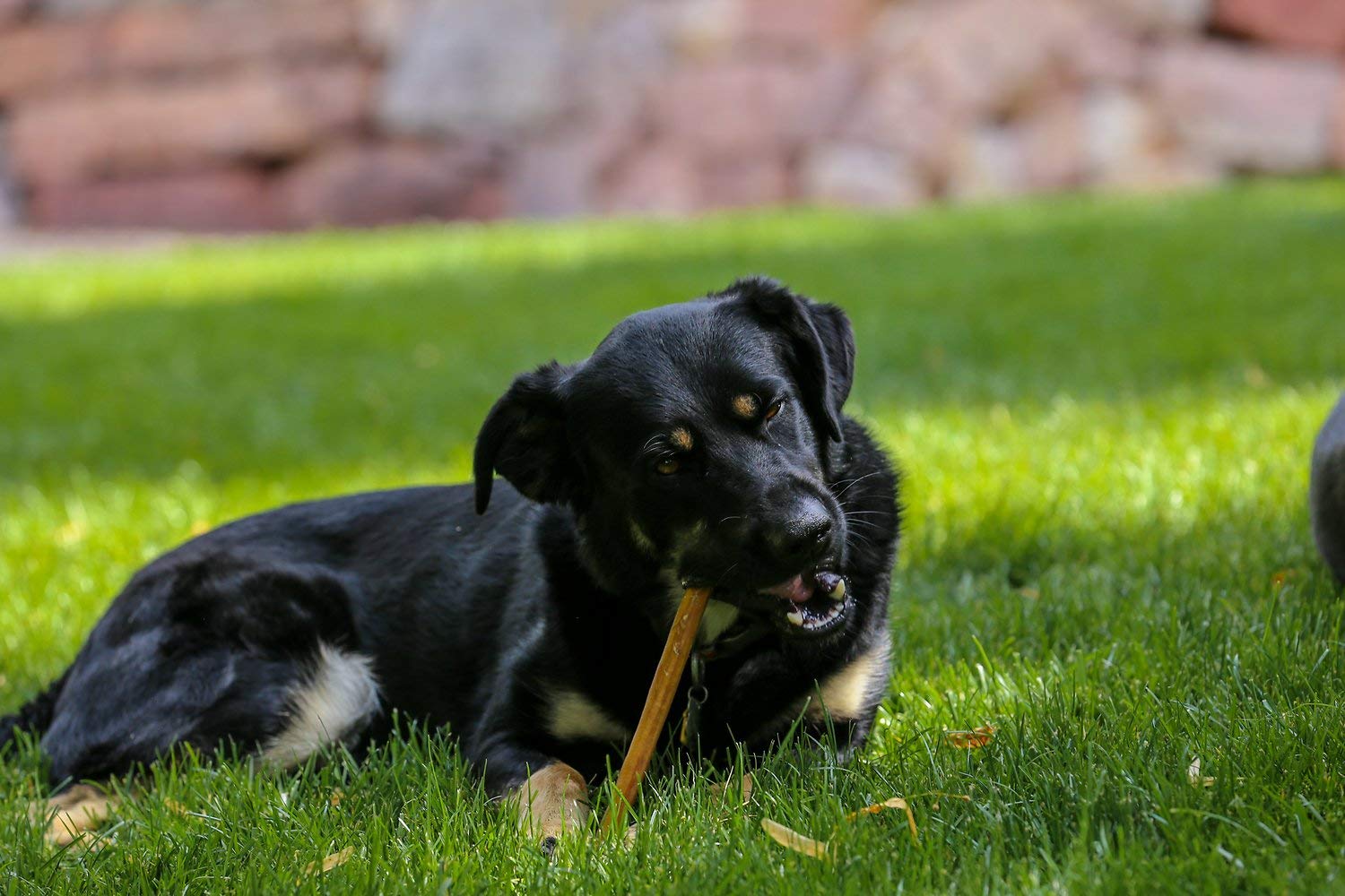 Top Dog Chews paquete de 25 palitos, masticación y proteína