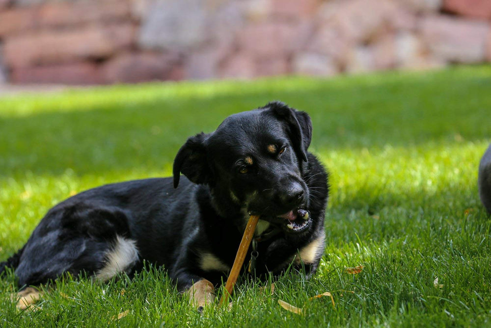 Top Dog Chews paquete de 25 palitos, masticación y proteína