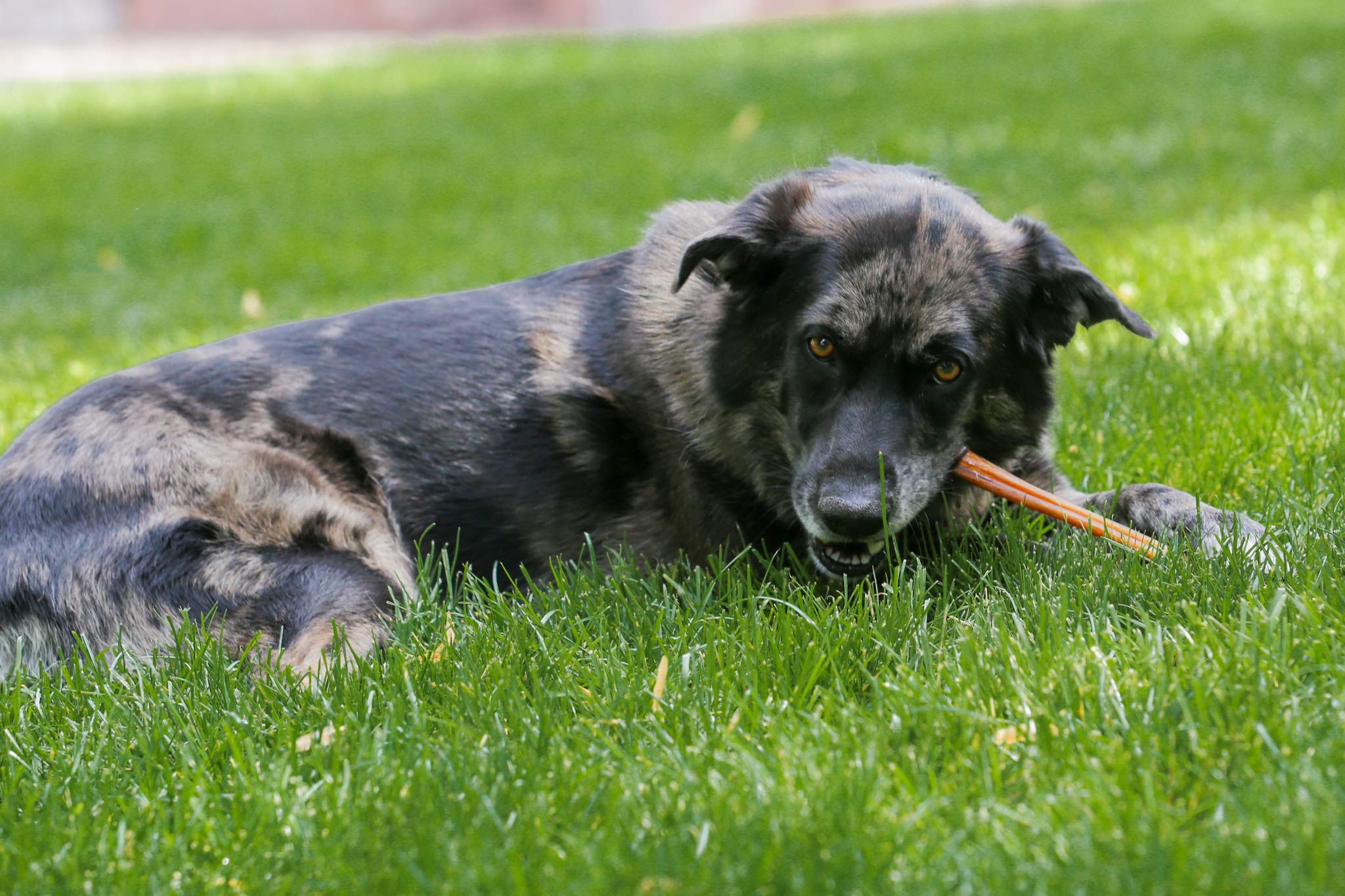 Top Dog Chews recomendado por cuidadores, delicioso snack natural