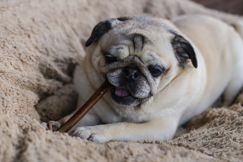 Top Dog Chews: garantía de calidad con palitos inspeccionados a mano.