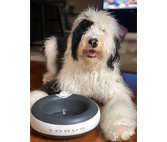 Torus Pet Dispensador con filtración de agua para perros, mejor sabor en cada sorbo