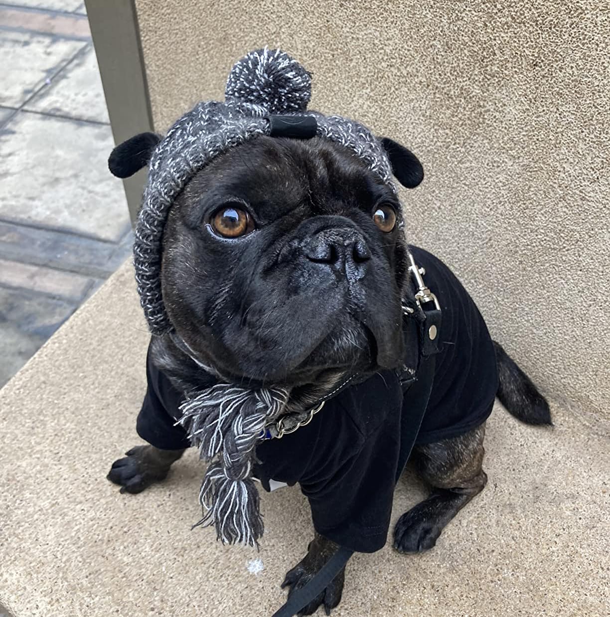 Gorro Tosuua para perros, perfecto para caminatas en nieve.