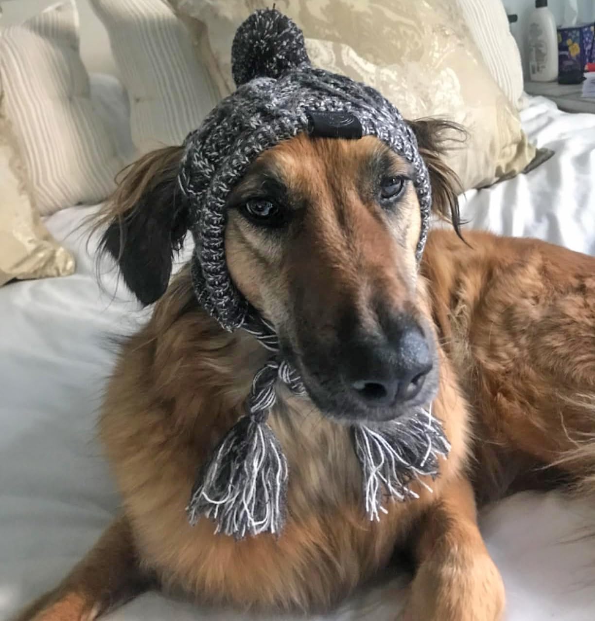 Uso exterior en frío con gorro Tosuua para perro.