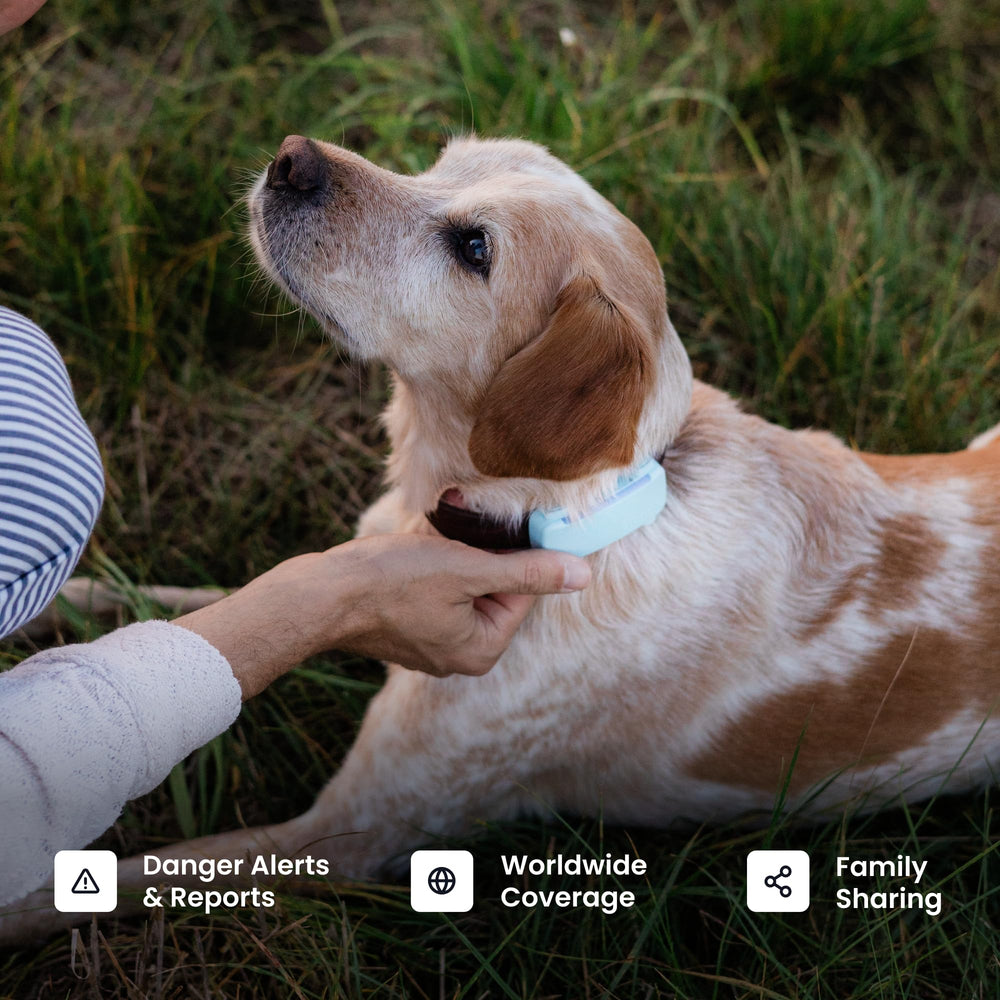 Tractive accesorio para collar, fácil de usar para paseos