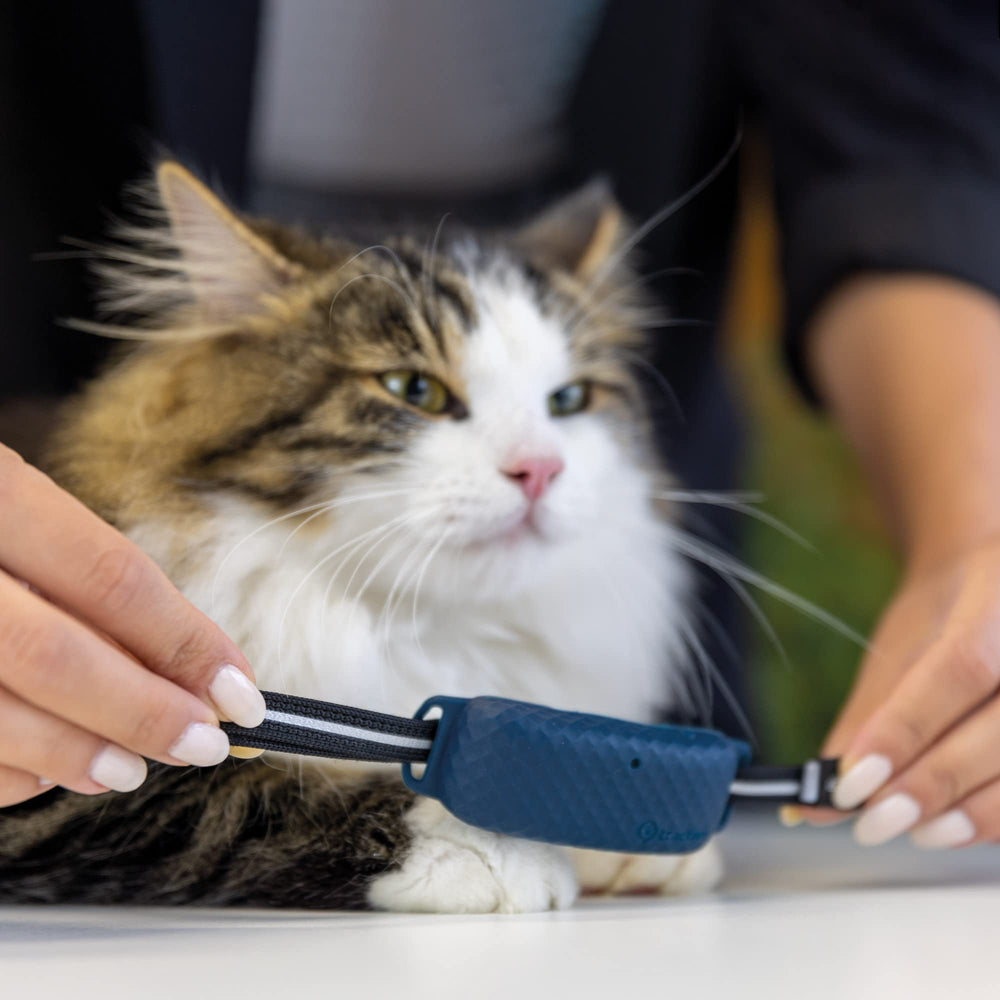Tractive GPS CAT 4: fijación segura para collar, fácil de usar.