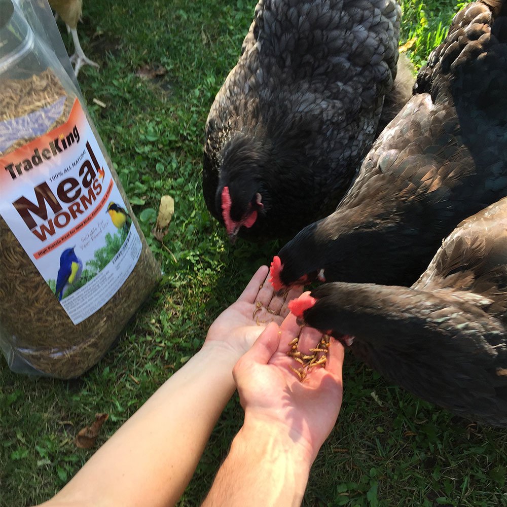 TradeKing larvas secas para aves silvestres como snack proteico
