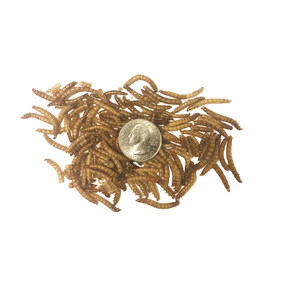TradeKing larvas secas para peces, enriquecen la dieta