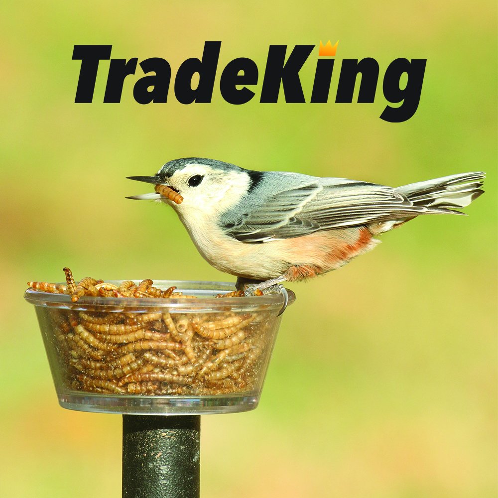 TradeKing larvas secas para pollos, premio seguro