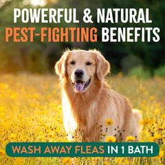 TropiClean aceites-naturales-cuidado-piel-perros, aceites naturales que protegen la piel del pelaje.