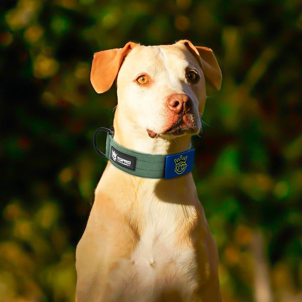 TSPRO collar ajuste med-largo: se adapta a perros medianos y grandes con comodidad.