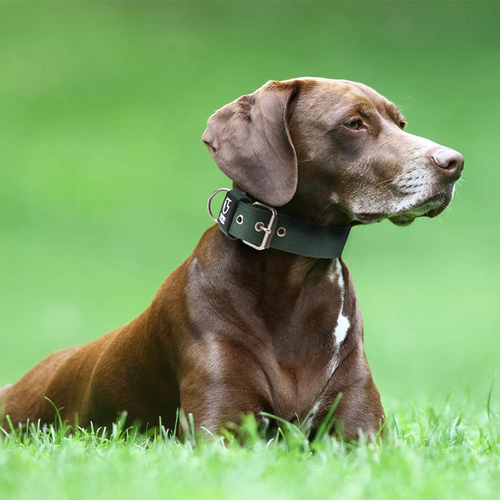 TSPRO collar para uso diario ideal para caminatas y aventuras