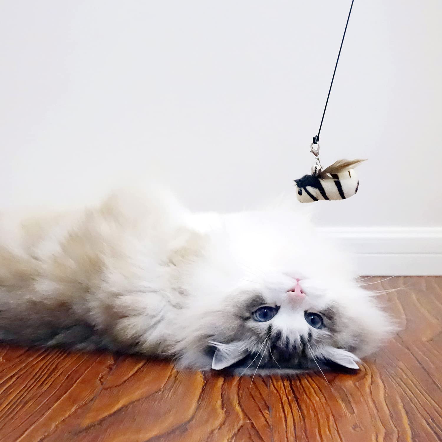 TTcat gato jugando con plumas: momento de juego estimulante