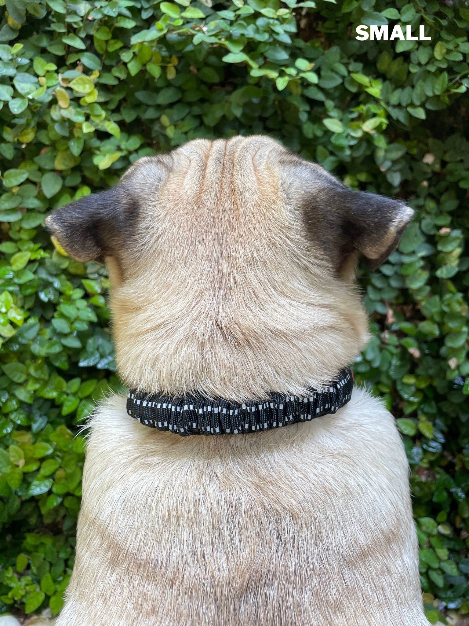 Cierre resistente de acero inoxidable en collar Tuff Pupper.