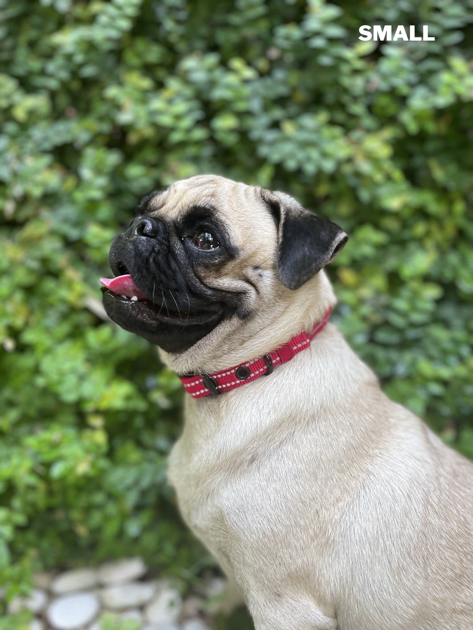 Garantía de por vida de Tuff Pupper ofrece tranquilidad al dueño.